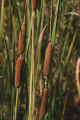 Cattail