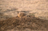 Prairie dog