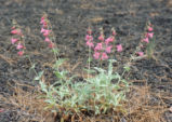 Sunset Crater beardtongue