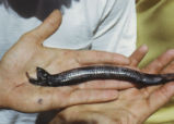 Black dragonfish