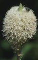 Common beargrass