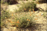 Desert globemallow