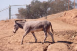 Somali wild ass