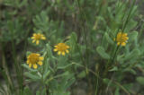 Bushy seaside tansy