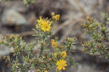 Yellow flowers