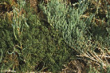 Dwarf saltwort and Virginia glasswort