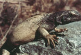 Chuckwalla