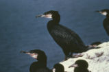Great cormorant