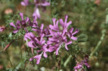 Elegant clarkia