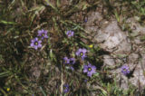 Western blue-eyed grass