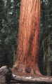 Redwood