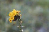 Fiddleneck