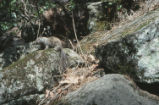 California ground squirrel