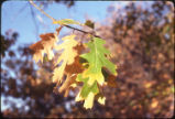 California black oak