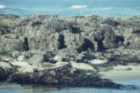 Harbor seal