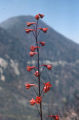 Scarlet larkspur