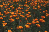 California poppy