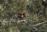 Singleleaf pinyon