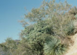 Mountain mahogany