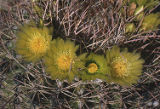 California barrel cactus