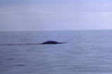 Gray whale