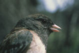 Dark-eyed junco