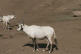 Arabian oryx