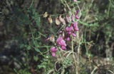 Pacific pea