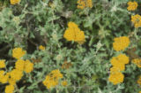 Golden-yarrow