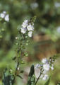 American speedwell