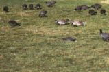 American wigeons and American coots