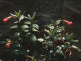 Island bush monkeyflower