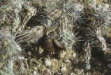 Black petrel and coastal cholla