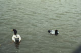 Mallard and lesser scaup