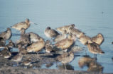 Godwits, willets, dowitchers, and dunlins
