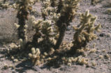 Woodrat nest and teddybear cholla