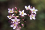 European centaury