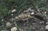 Coast horned lizard