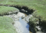 Morro Bay salt marsh