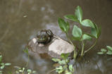 North American bullfrog