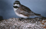 Horned lark