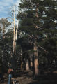 Lodgepole pine