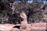 California ground squirrel