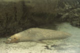 Northern elephant seal