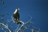 Crested caracara