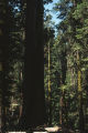 Giant sequoia