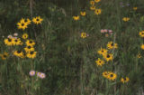 Blackeyed Susan