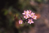 European centaury