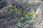 Telegraphweed flowering