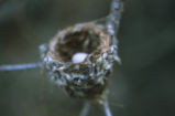 Costa's hummingbird nest
